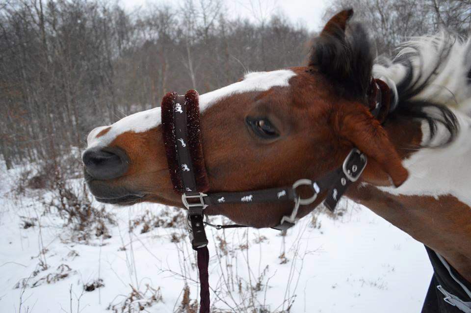 Pinto Svalebos Leonardo (B-pony) billede 8