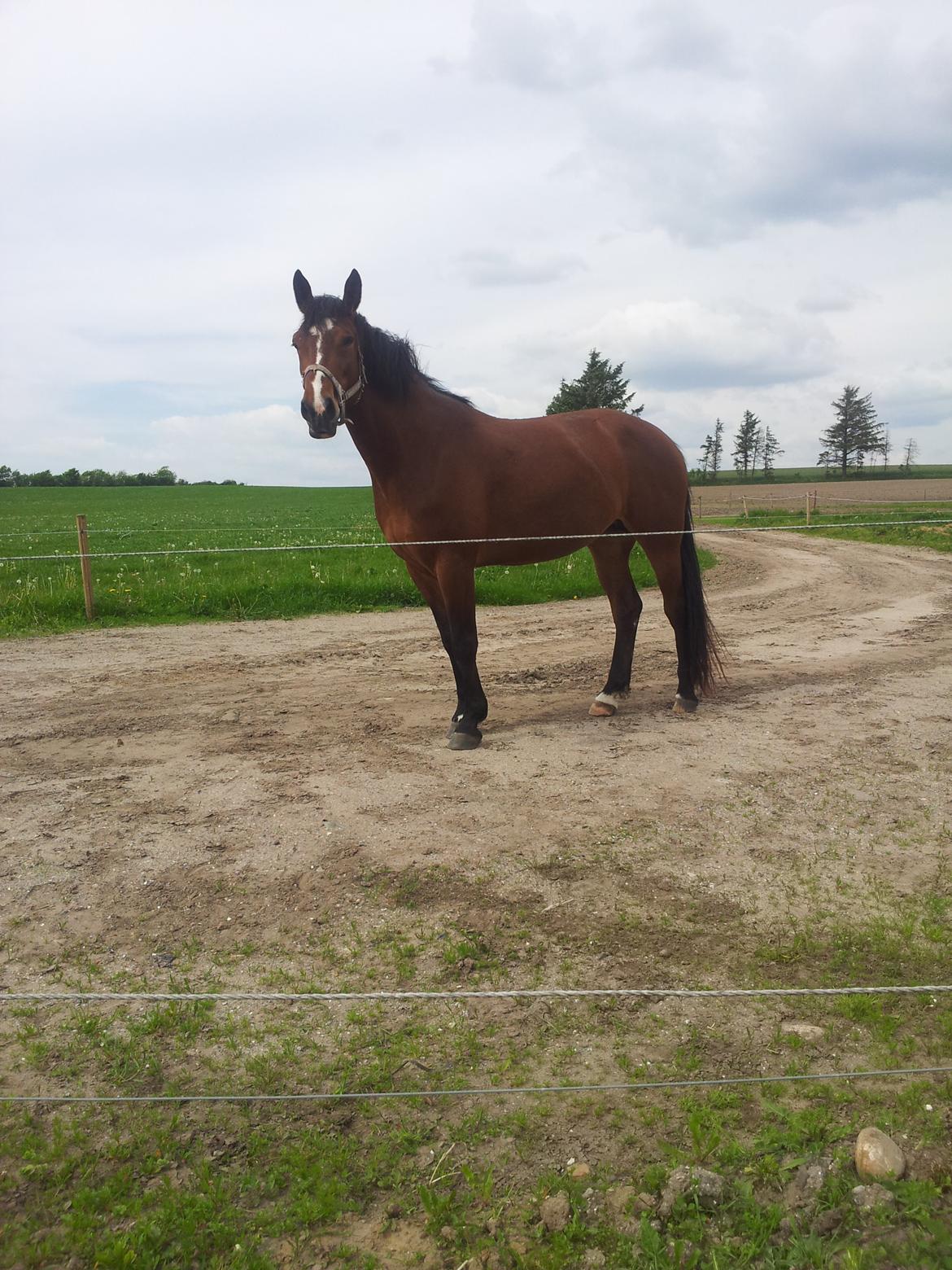 Anden særlig race Chanel billede 13