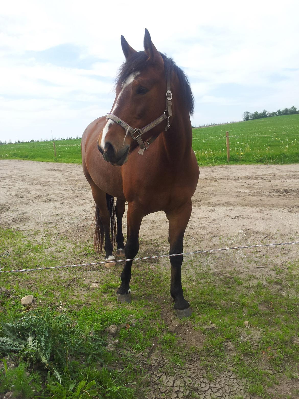 Anden særlig race Chanel billede 14