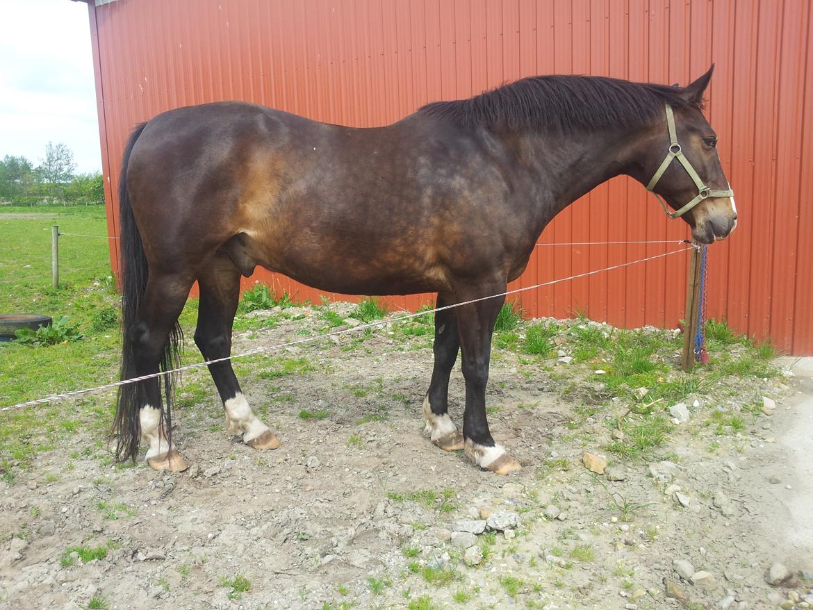 Oldenborg Lucas (SOLGT) billede 9