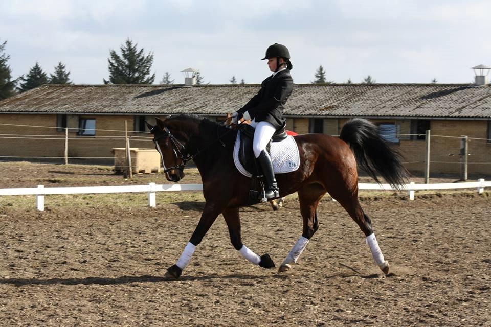 Welsh Partbred (Sec F) Miss Daisy (SOLGT) billede 4