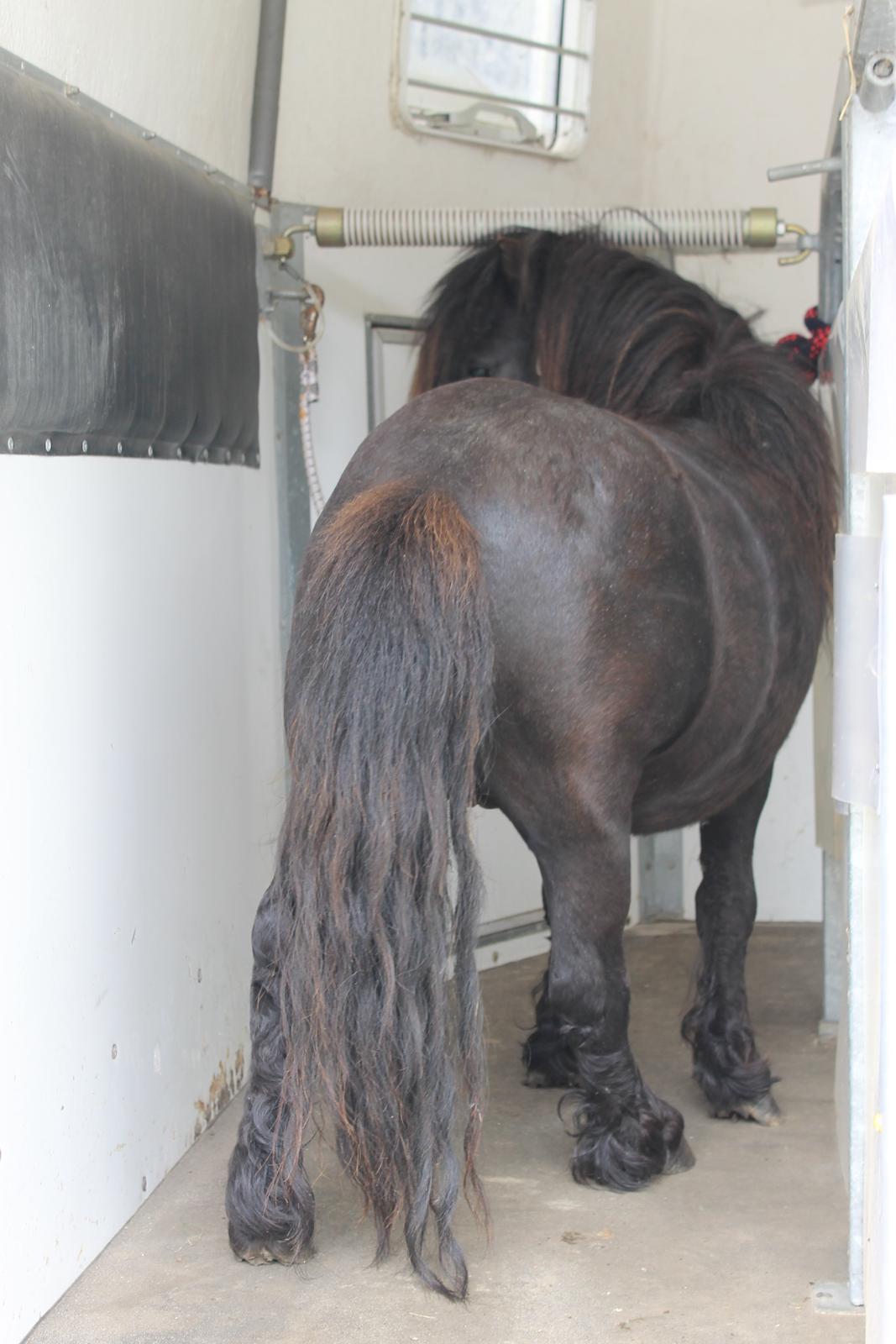 Shetlænder Gyldenslunds Spoink *HINGST* billede 9