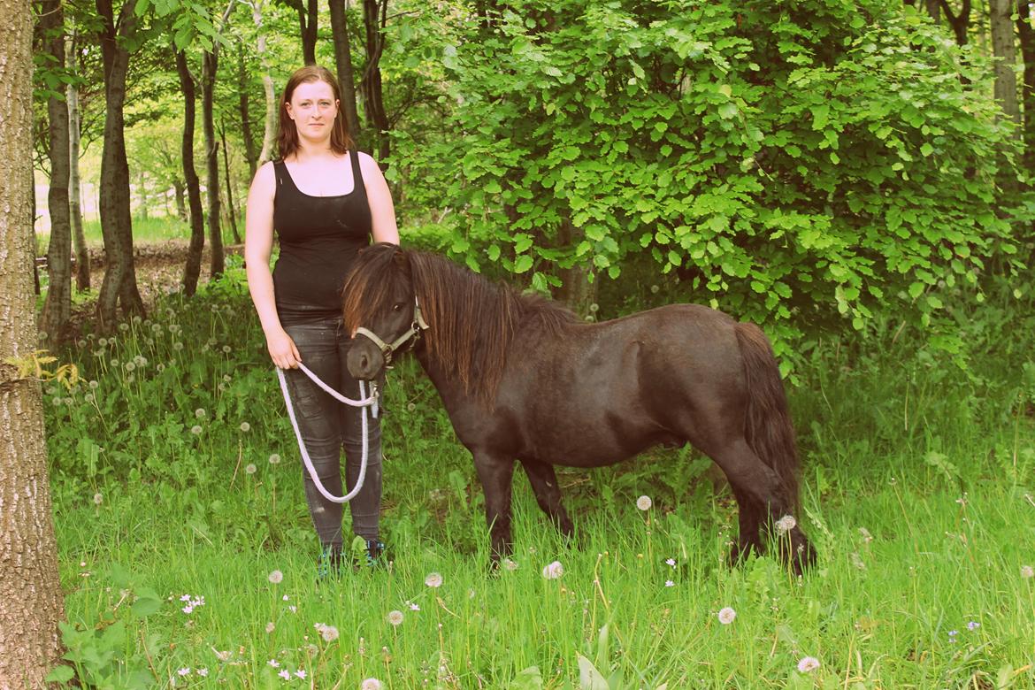 Shetlænder Gyldenslunds Spoink *HINGST* billede 2