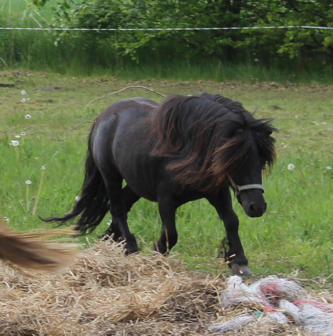 Shetlænder Gyldenslunds Spoink *HINGST* billede 4