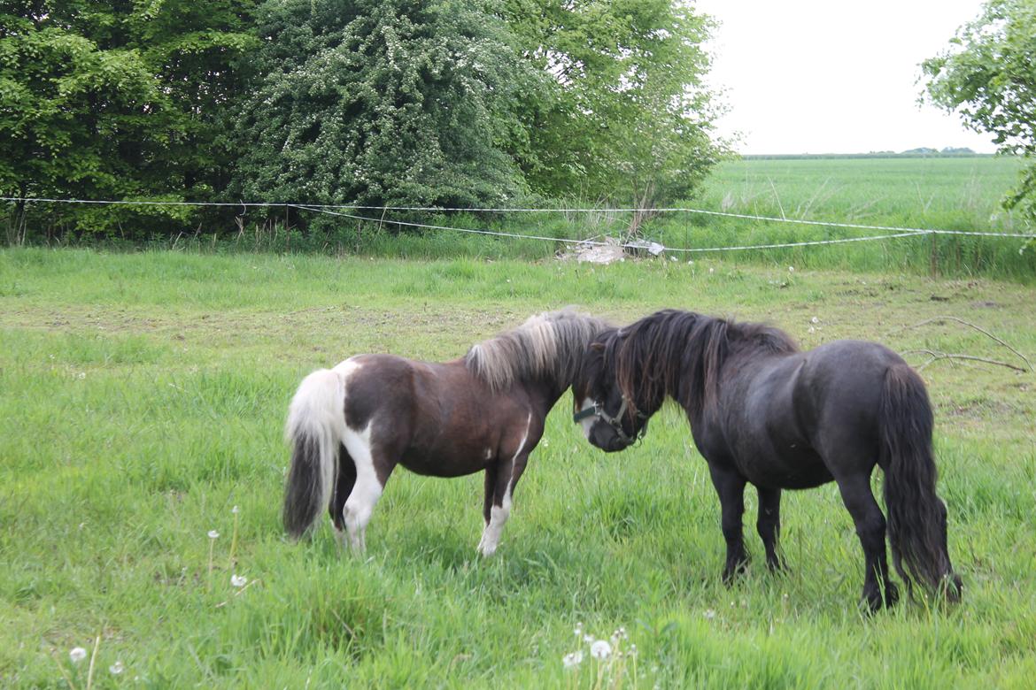 Shetlænder Gyldenslunds Spoink *HINGST* billede 10