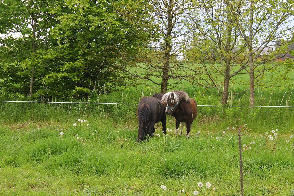 Shetlænder Gyldenslunds Spoink *HINGST* billede 11