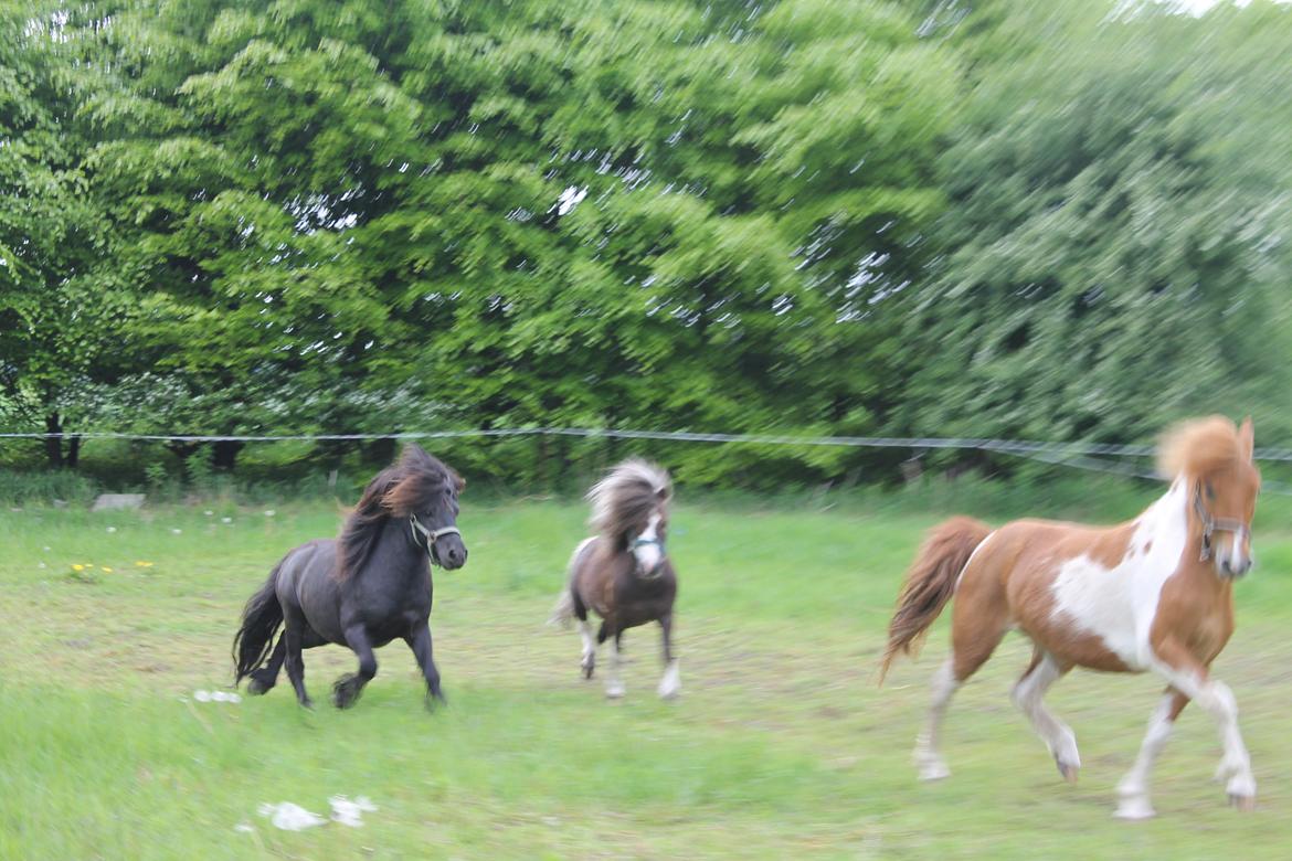 Shetlænder Gyldenslunds Spoink *HINGST* billede 12