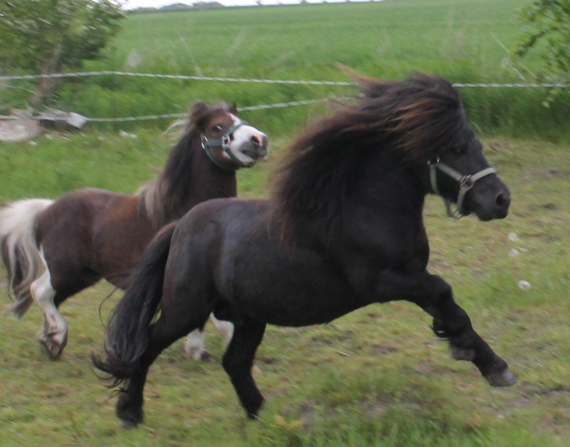 Shetlænder Gyldenslunds Spoink *HINGST* billede 5