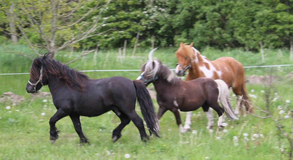 Shetlænder Gyldenslunds Spoink *HINGST* billede 13