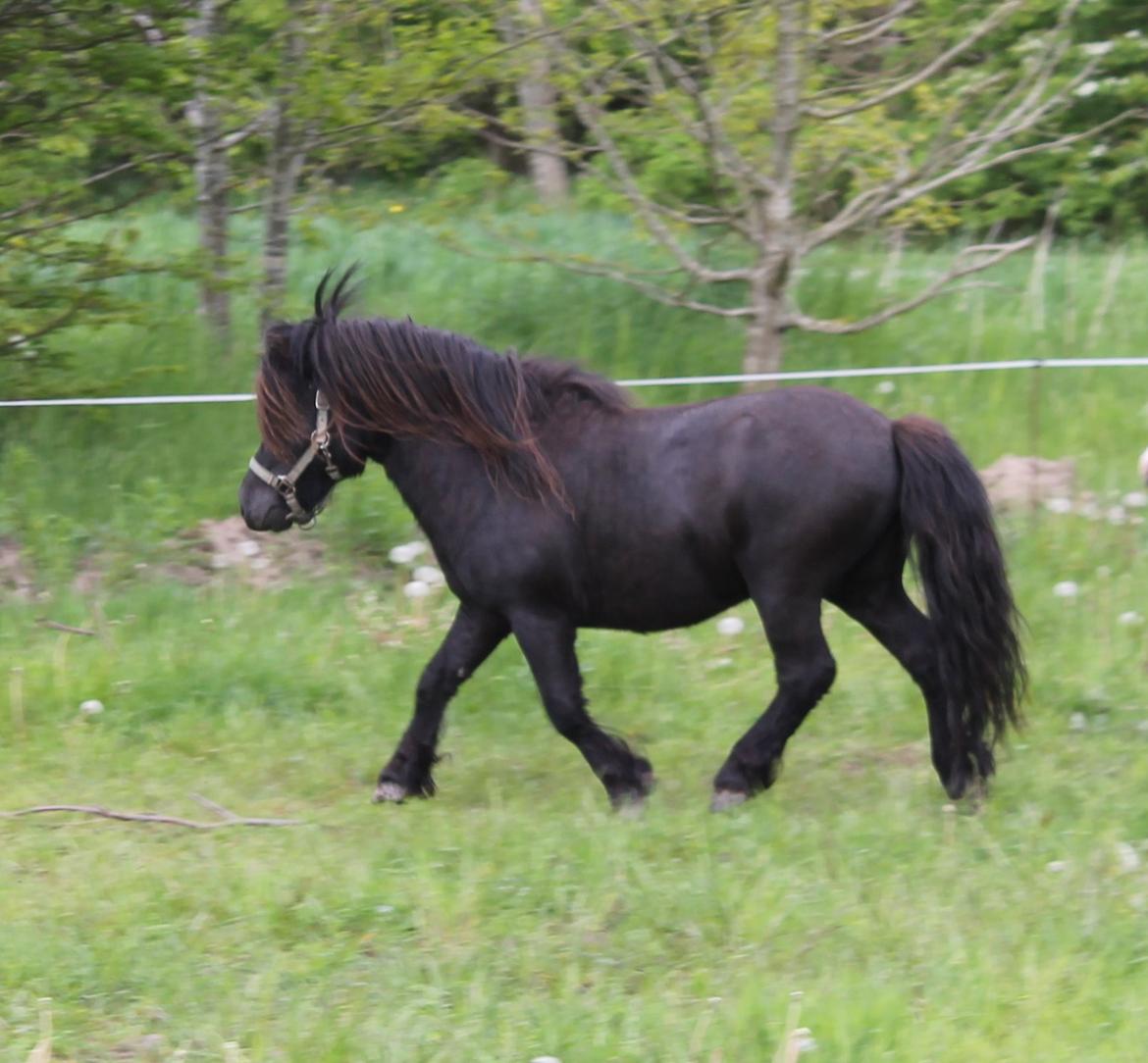 Shetlænder Gyldenslunds Spoink *HINGST* billede 6