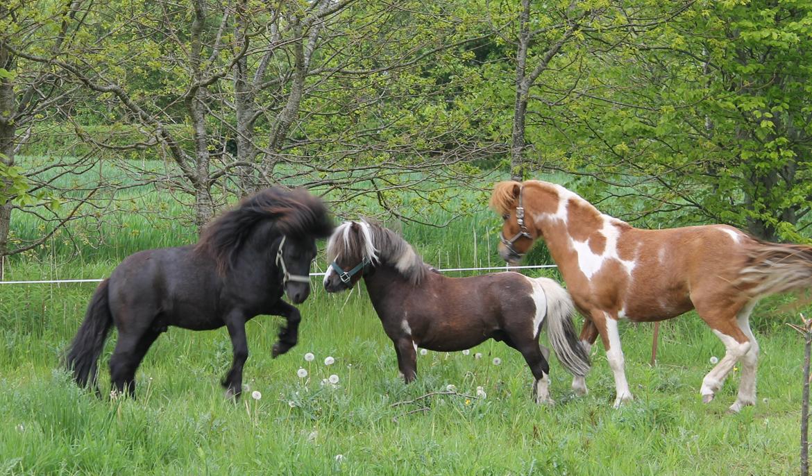 Shetlænder Gyldenslunds Spoink *HINGST* billede 14