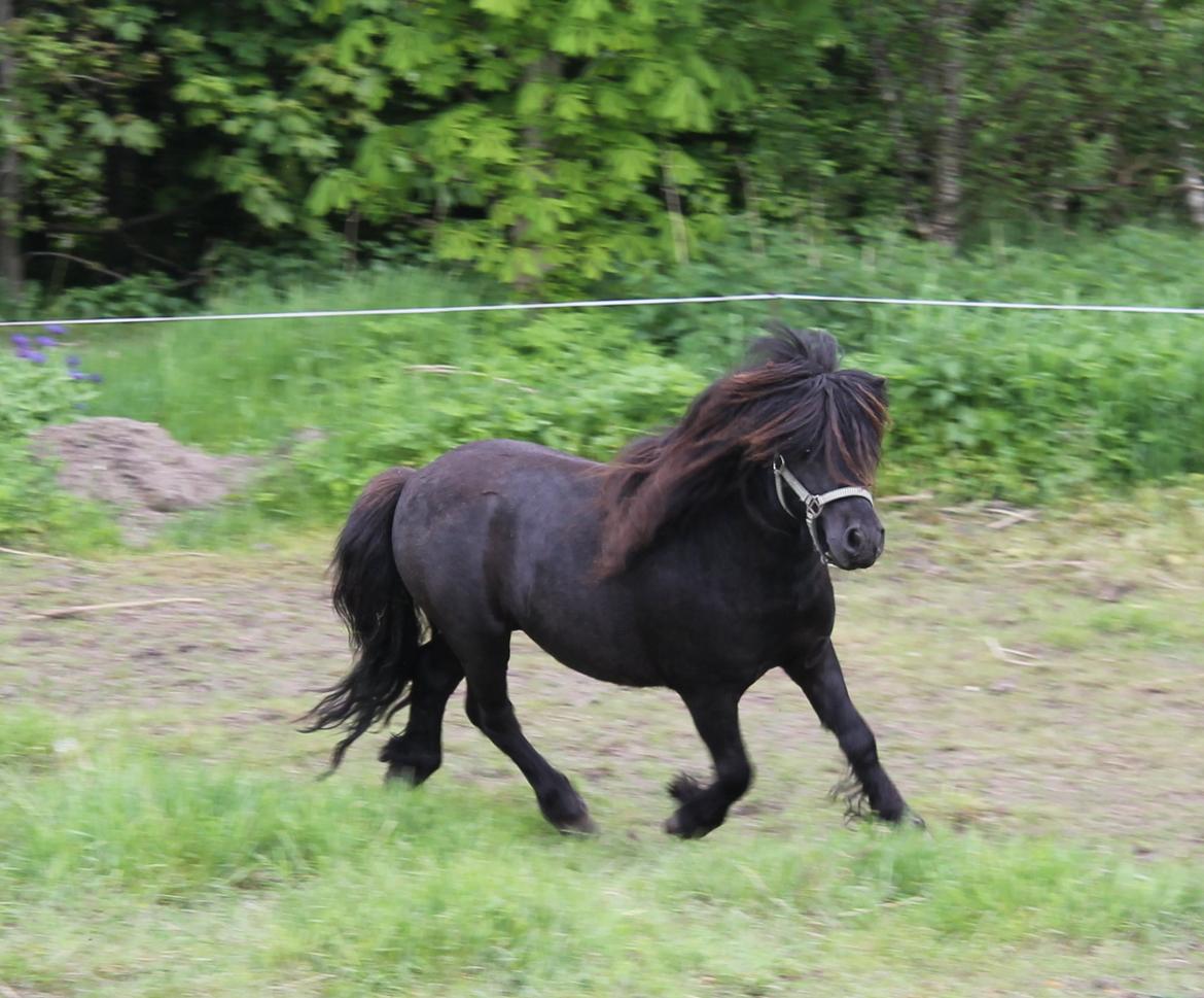 Shetlænder Gyldenslunds Spoink *HINGST* billede 7