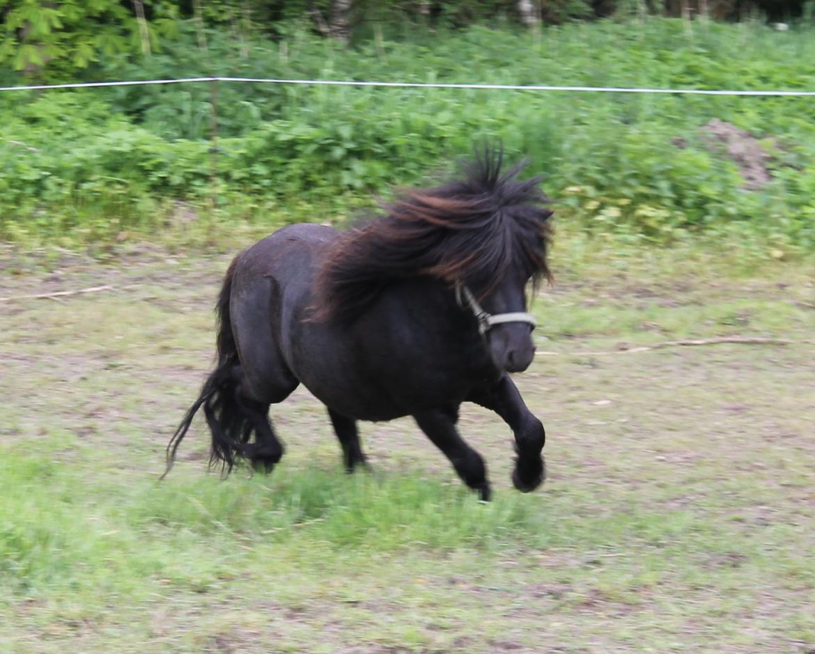 Shetlænder Gyldenslunds Spoink *HINGST* billede 8