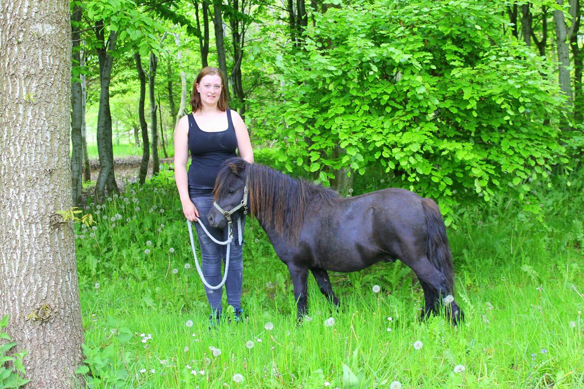 Shetlænder Gyldenslunds Spoink *HINGST* billede 1