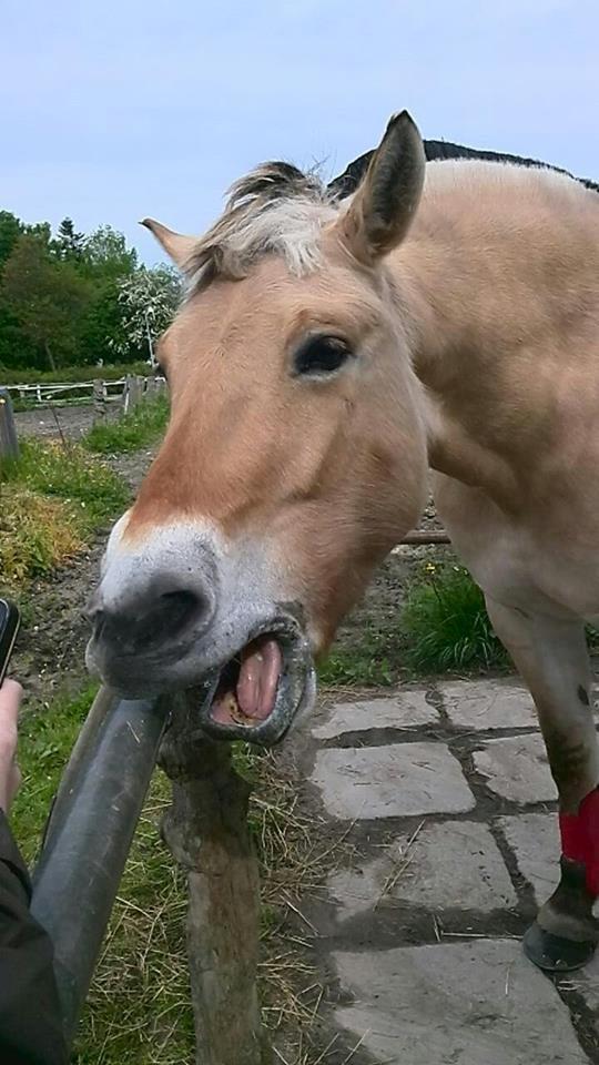 Fjordhest Sif (pony) ¤my soulmate¤ billede 28