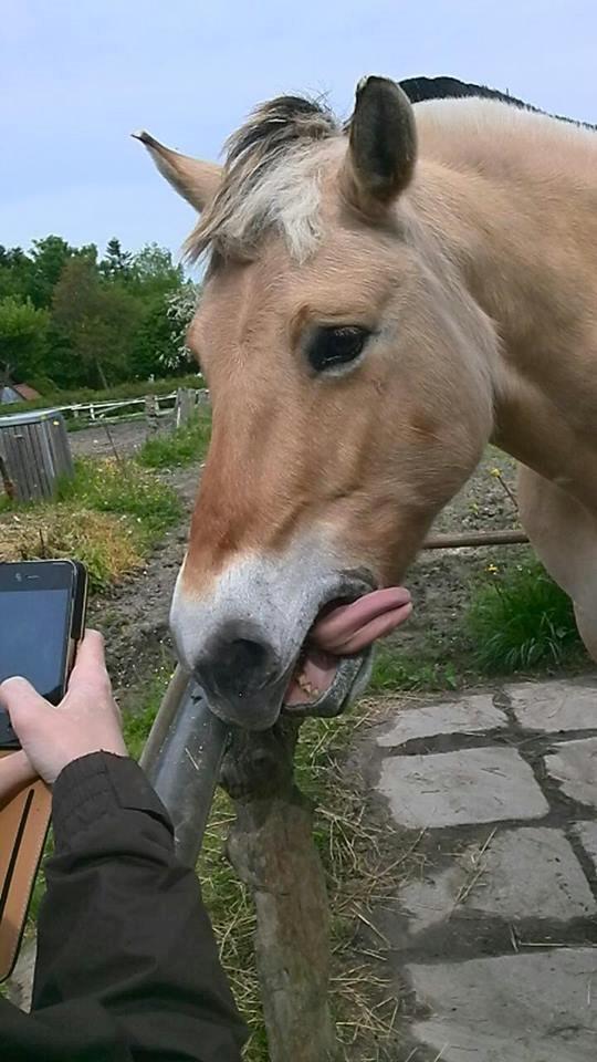 Fjordhest Sif (pony) ¤my soulmate¤ billede 17