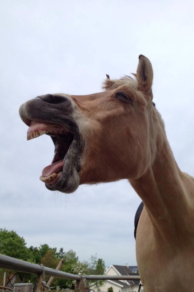 Fjordhest Sif (pony) ¤my soulmate¤ billede 21