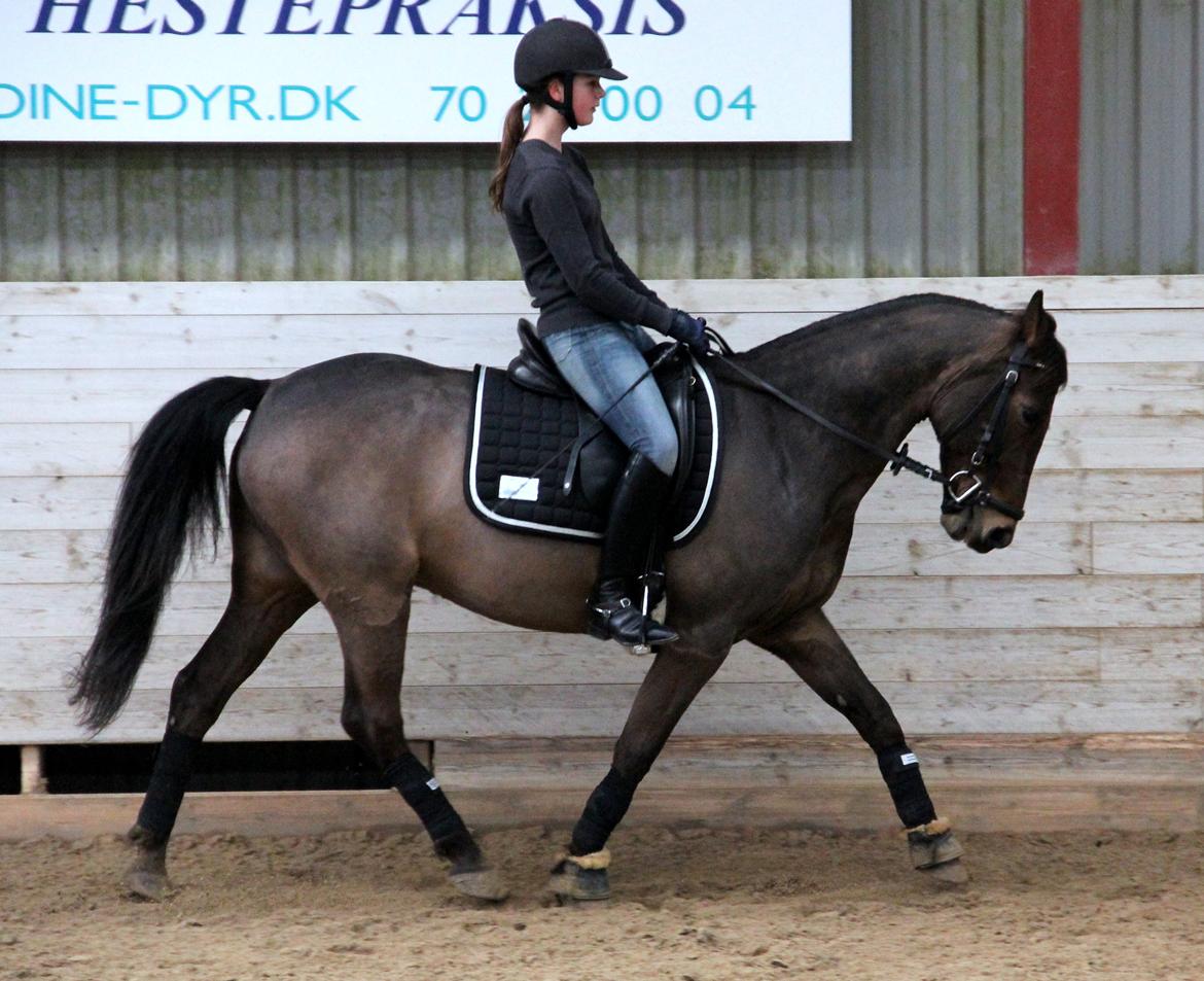 Anden særlig race Andriano billede 1