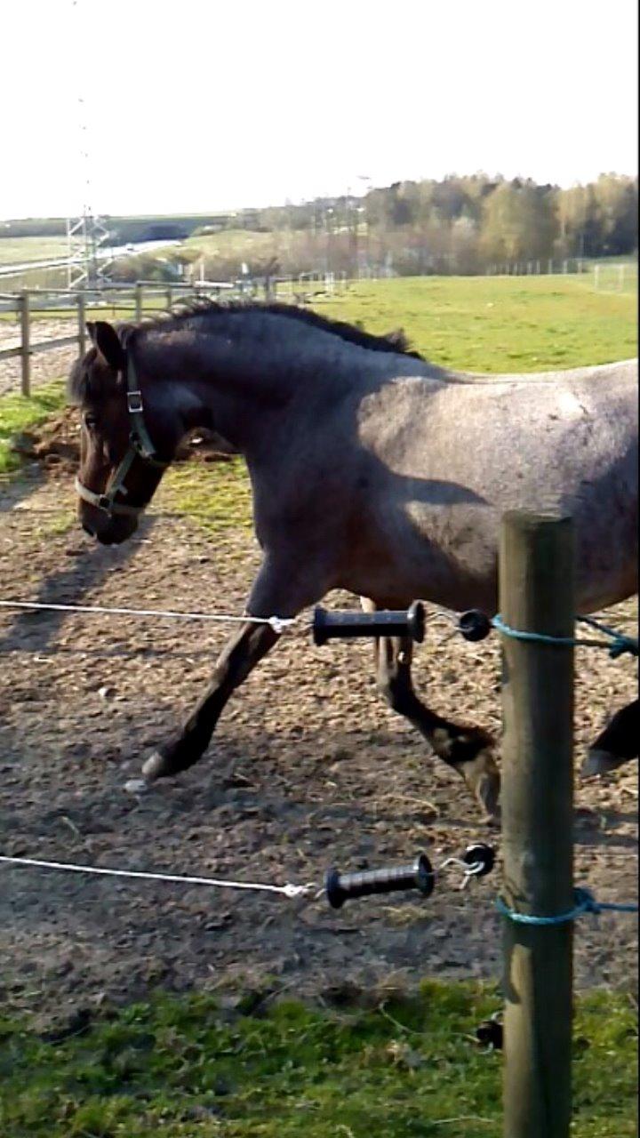Anden særlig race Vestervangs Candy'floss billede 3