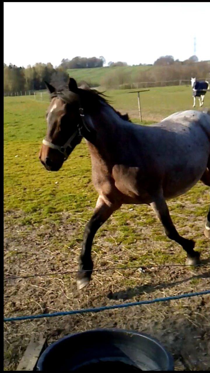 Anden særlig race Vestervangs Candy'floss billede 5