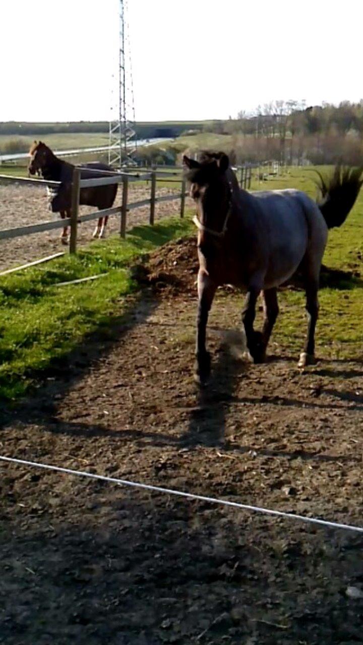 Anden særlig race Vestervangs Candy'floss billede 11