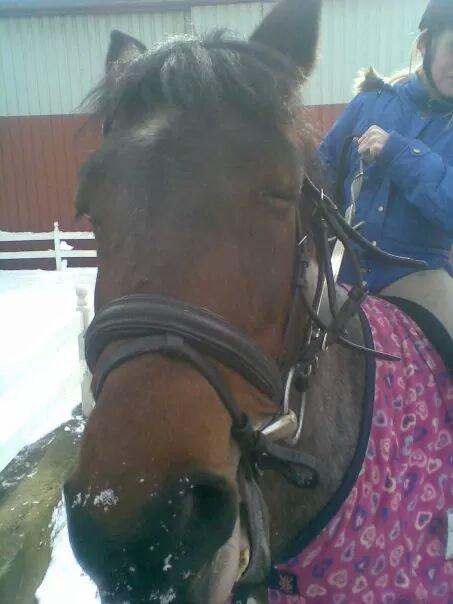 Anden særlig race Vestervangs Candy'floss billede 12