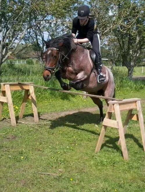 Anden særlig race Vestervangs Candy'floss billede 14