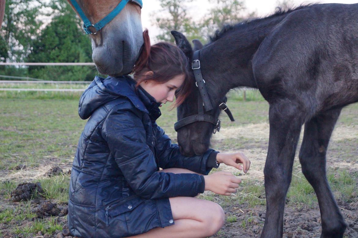 Belgier Kastanielunds Bombay billede 12