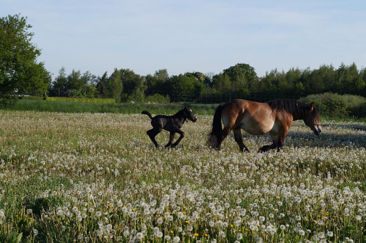Belgier Kastanielunds Bombay billede 13