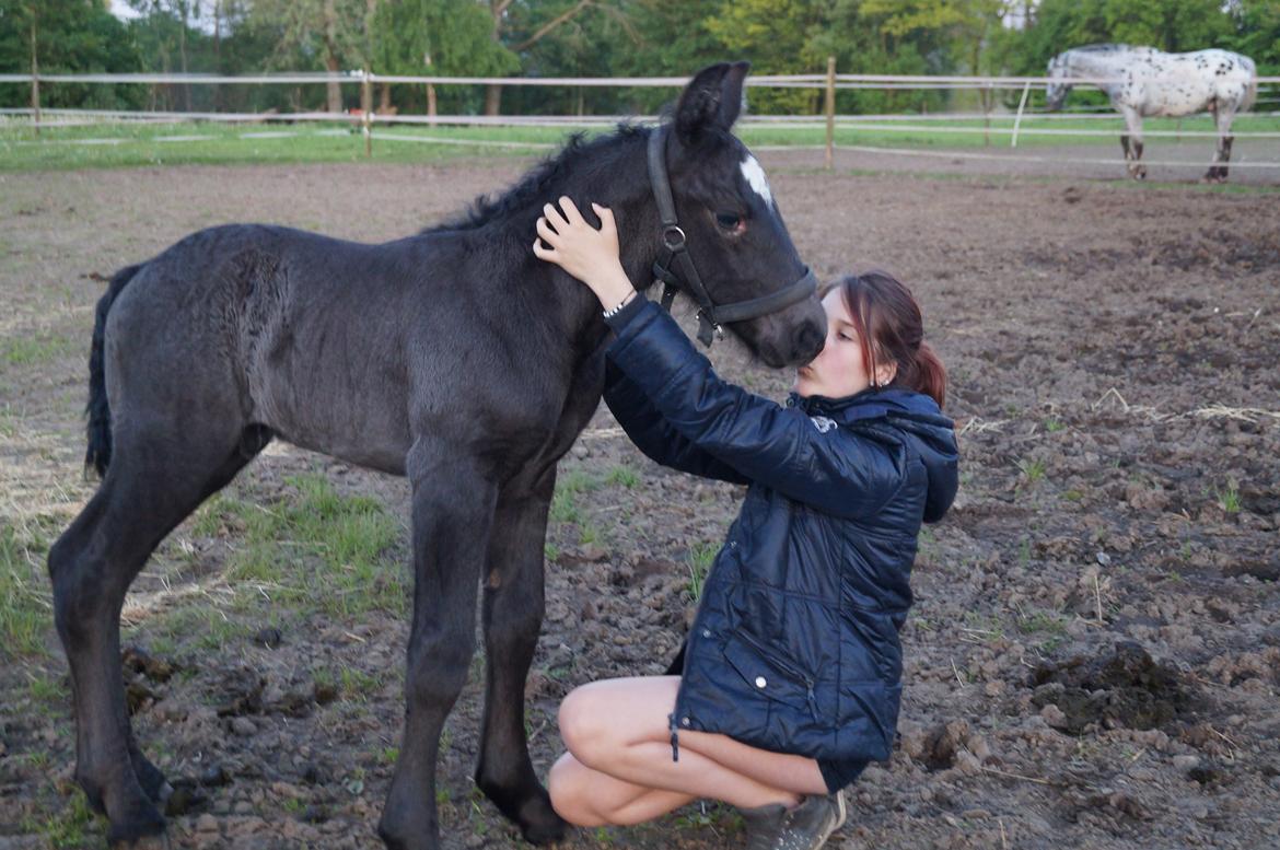 Belgier Kastanielunds Bombay billede 14