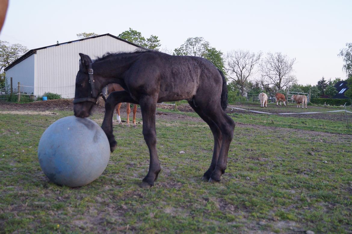 Belgier Kastanielunds Bombay billede 15