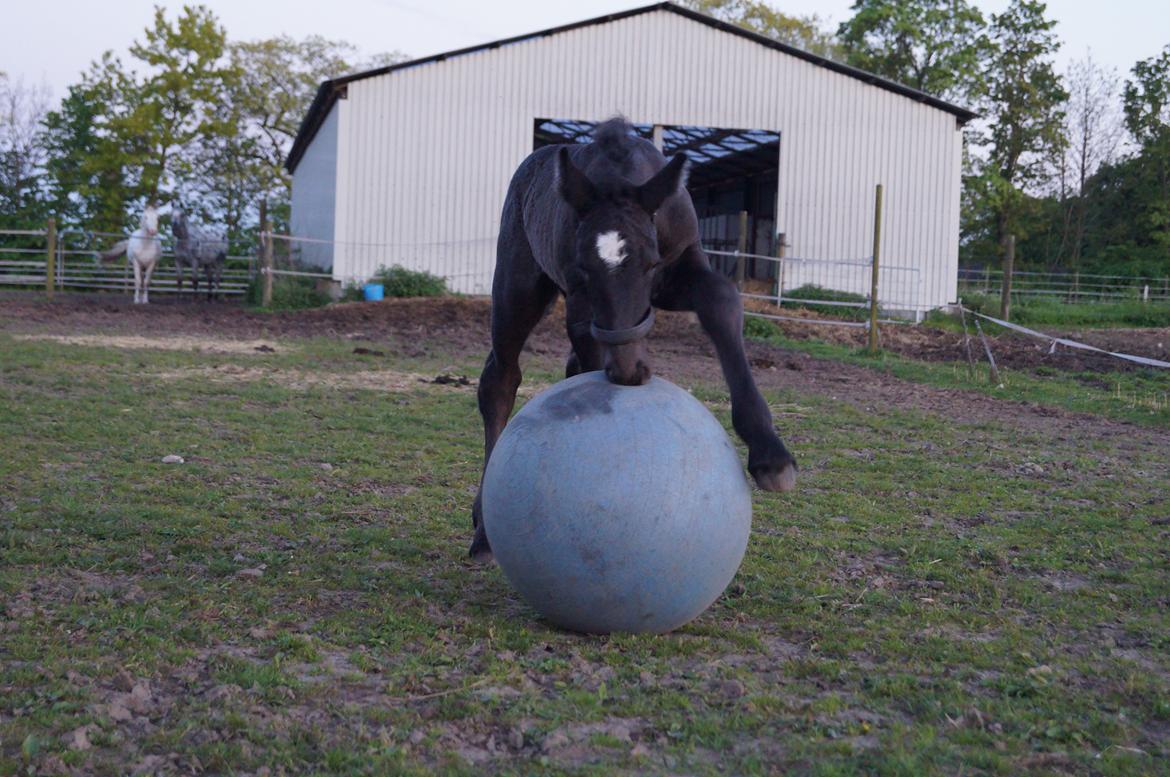 Belgier Kastanielunds Bombay billede 16