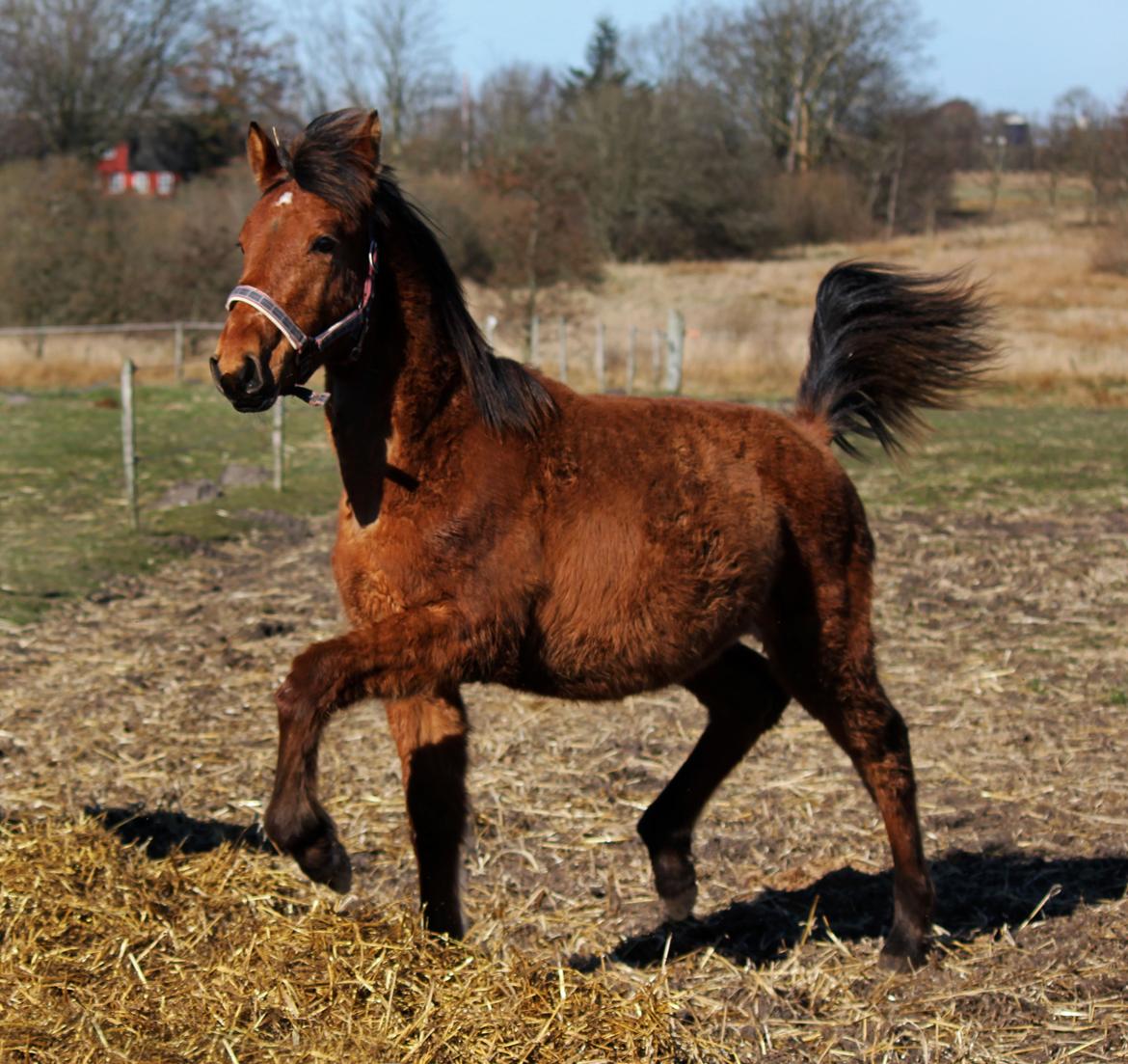 Dansk Varmblod Angel of music (SOLGT) *For evigt elsket <3* - Selvom hun er ret beskidt og ulækker, kan hun virkelig trave :O billede 42