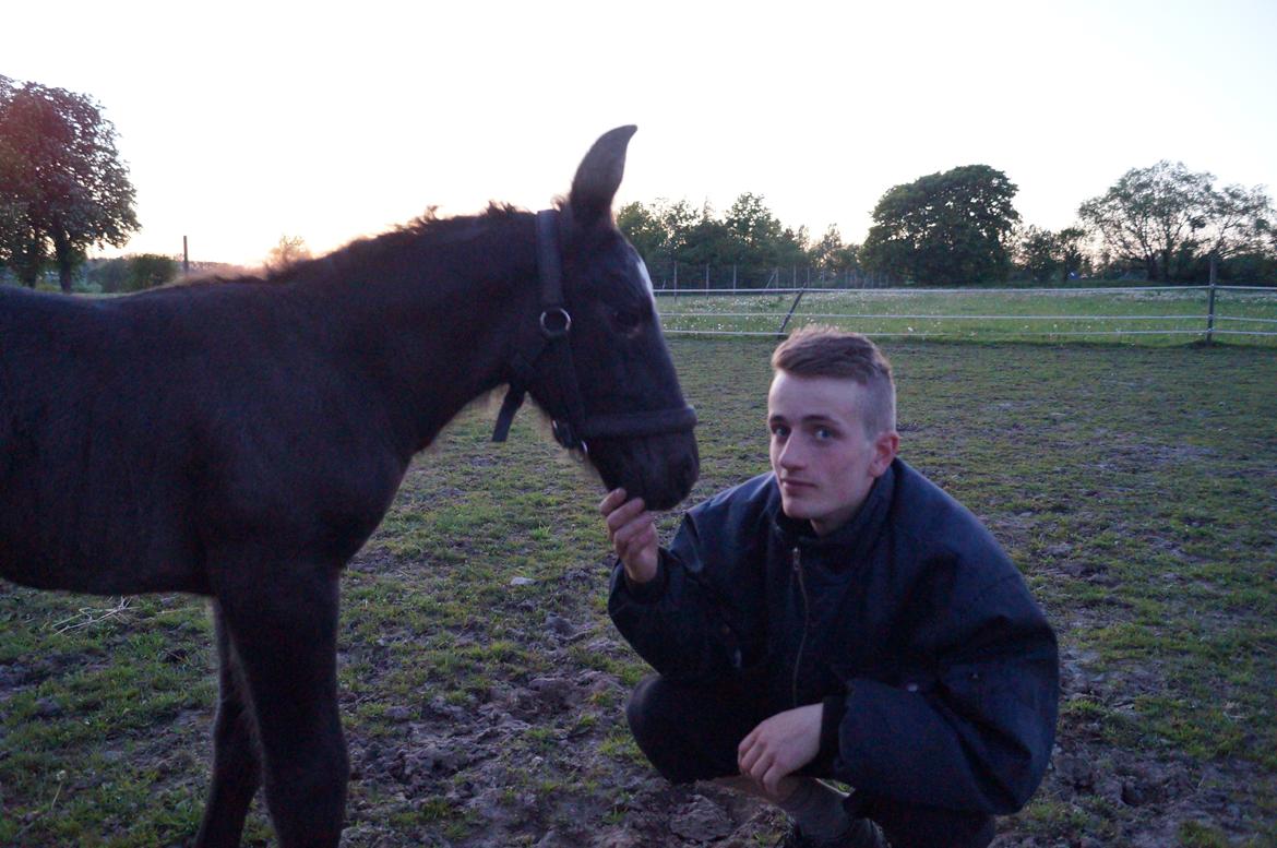 Belgier Kastanielunds Bombay billede 17