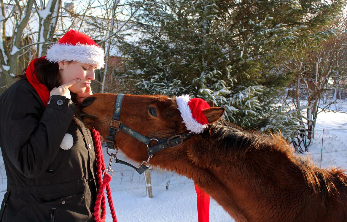 Dansk Varmblod Angel of music (SOLGT) *For evigt elsket <3* - Julebillede med lille fisen :) billede 43