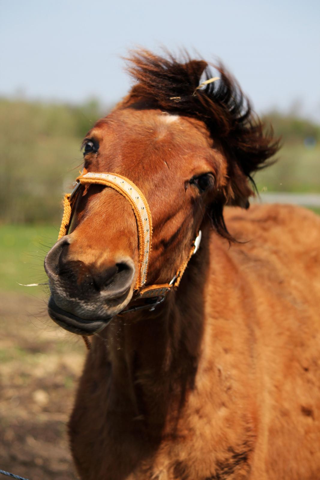 Dansk Varmblod Angel of music (SOLGT) *For evigt elsket <3* - Ha ha tosse hoved :D billede 41