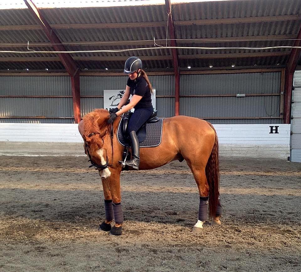 Dansk Varmblod Vestergårdens Zackvill billede 18