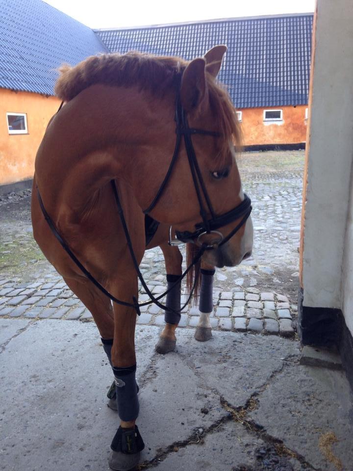 Dansk Varmblod Vestergårdens Zackvill billede 19