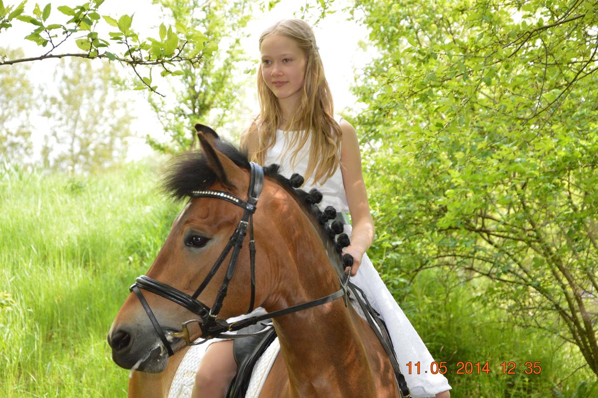 New Forest Gaia Hippios - d. 11/5 2014.. den bedste dag i mit liv.. konfirmation!! velkommen til vores profil billede 1