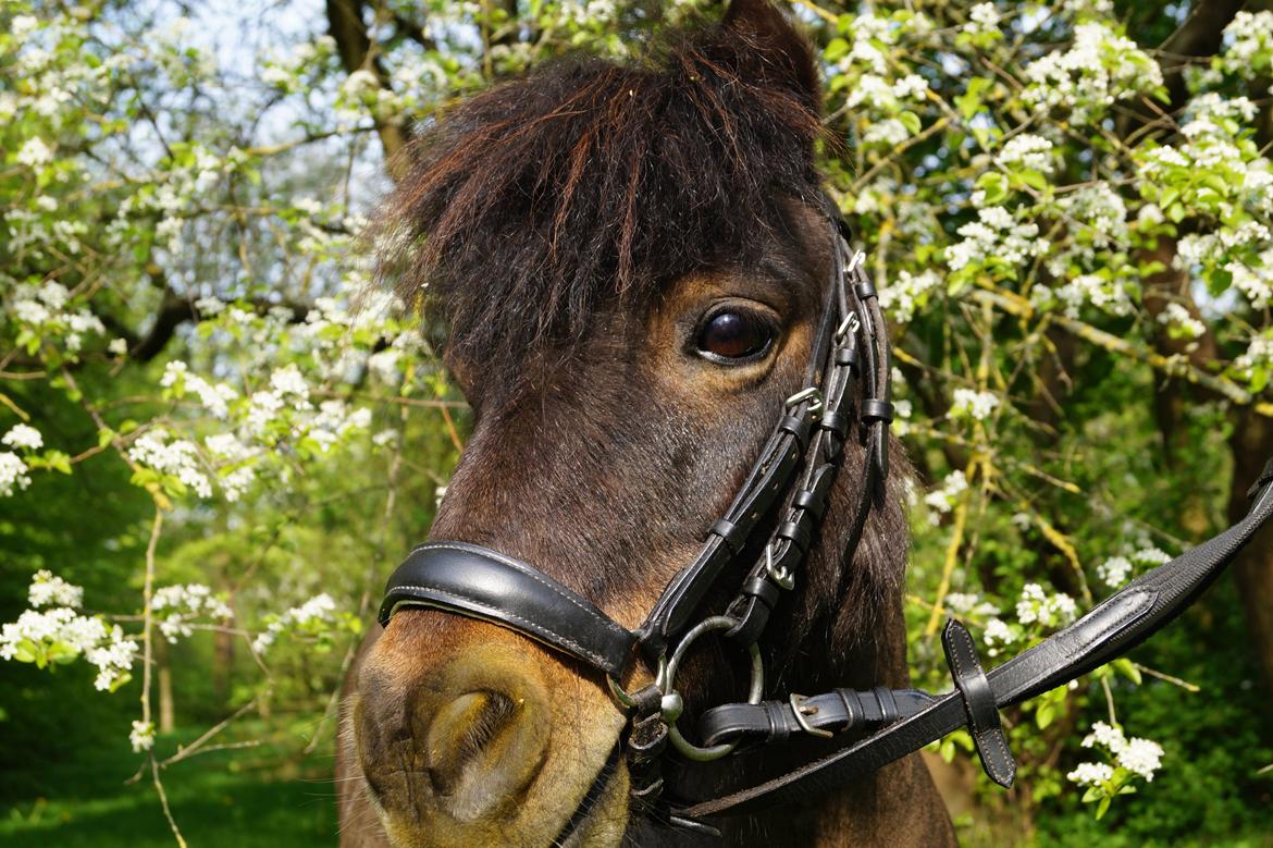 Shetlænder Sir Lancelot billede 19