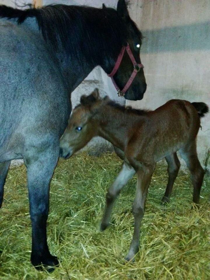 Anden særlig race Vestervangs Damon Midnight Magic billede 20