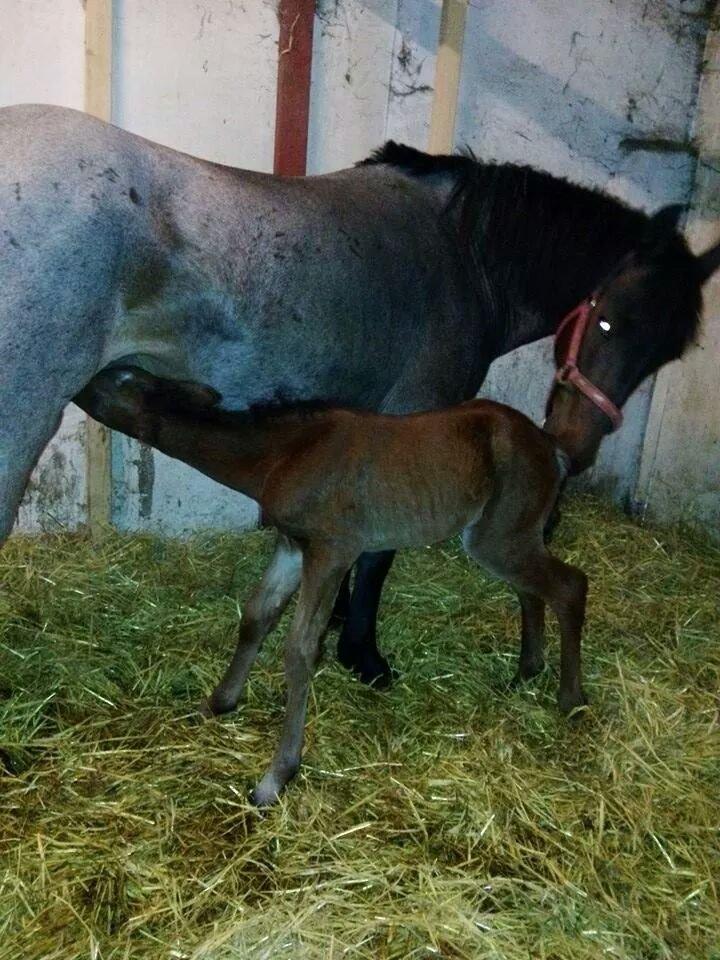 Anden særlig race Vestervangs Damon Midnight Magic billede 7