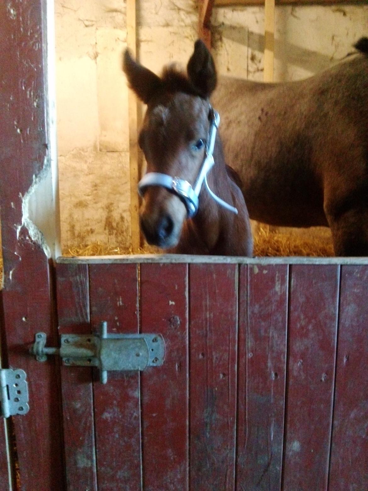 Anden særlig race Vestervangs Damon Midnight Magic billede 15