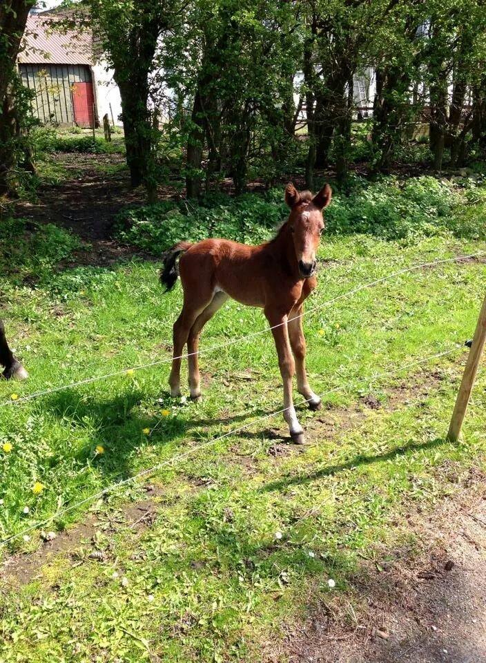 Anden særlig race Vestervangs Damon Midnight Magic billede 16