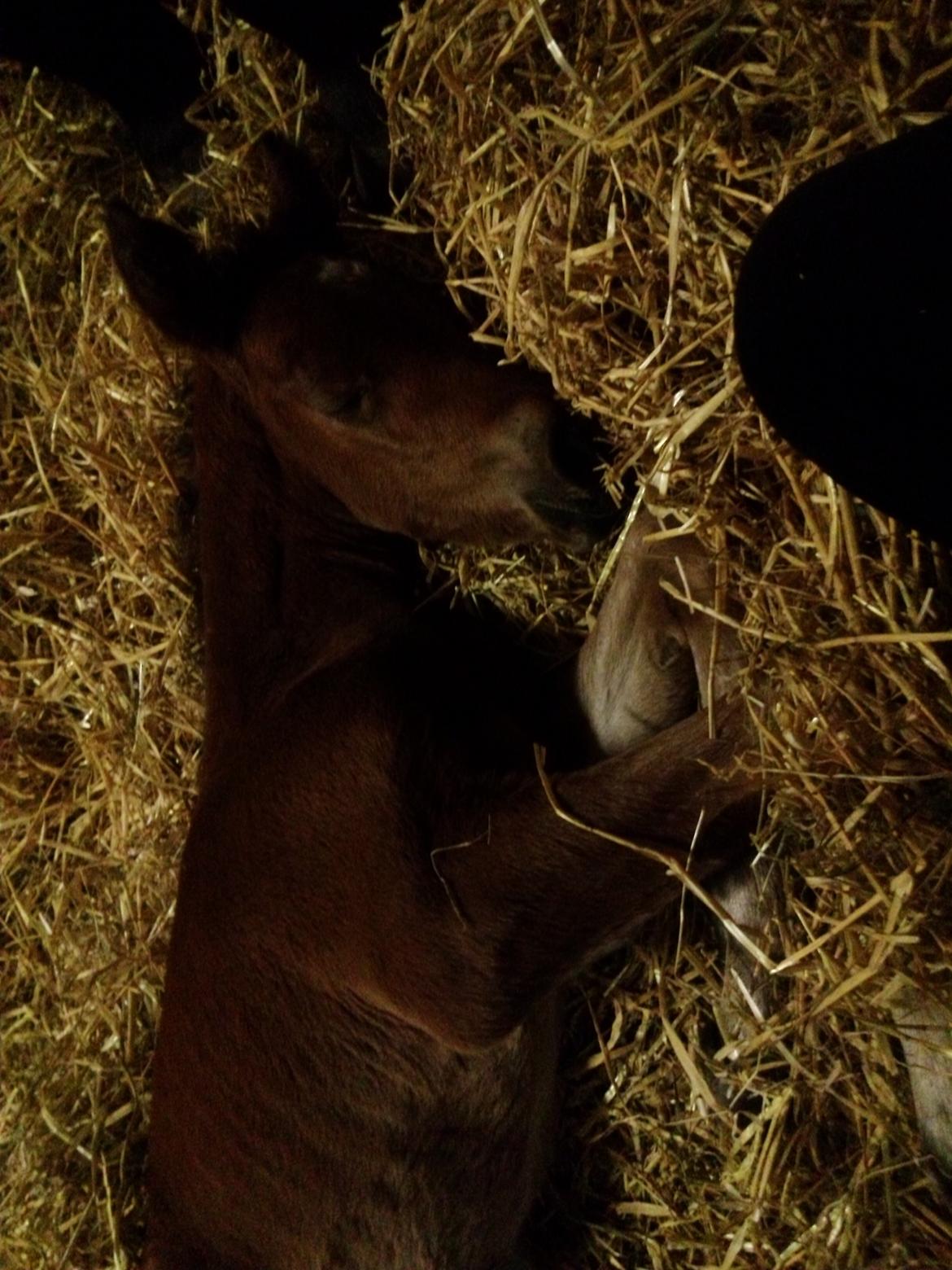 Anden særlig race Vestervangs Damon Midnight Magic billede 14