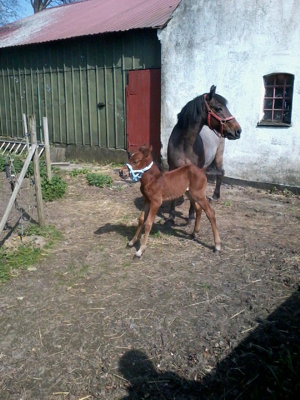 Anden særlig race Vestervangs Damon Midnight Magic billede 19