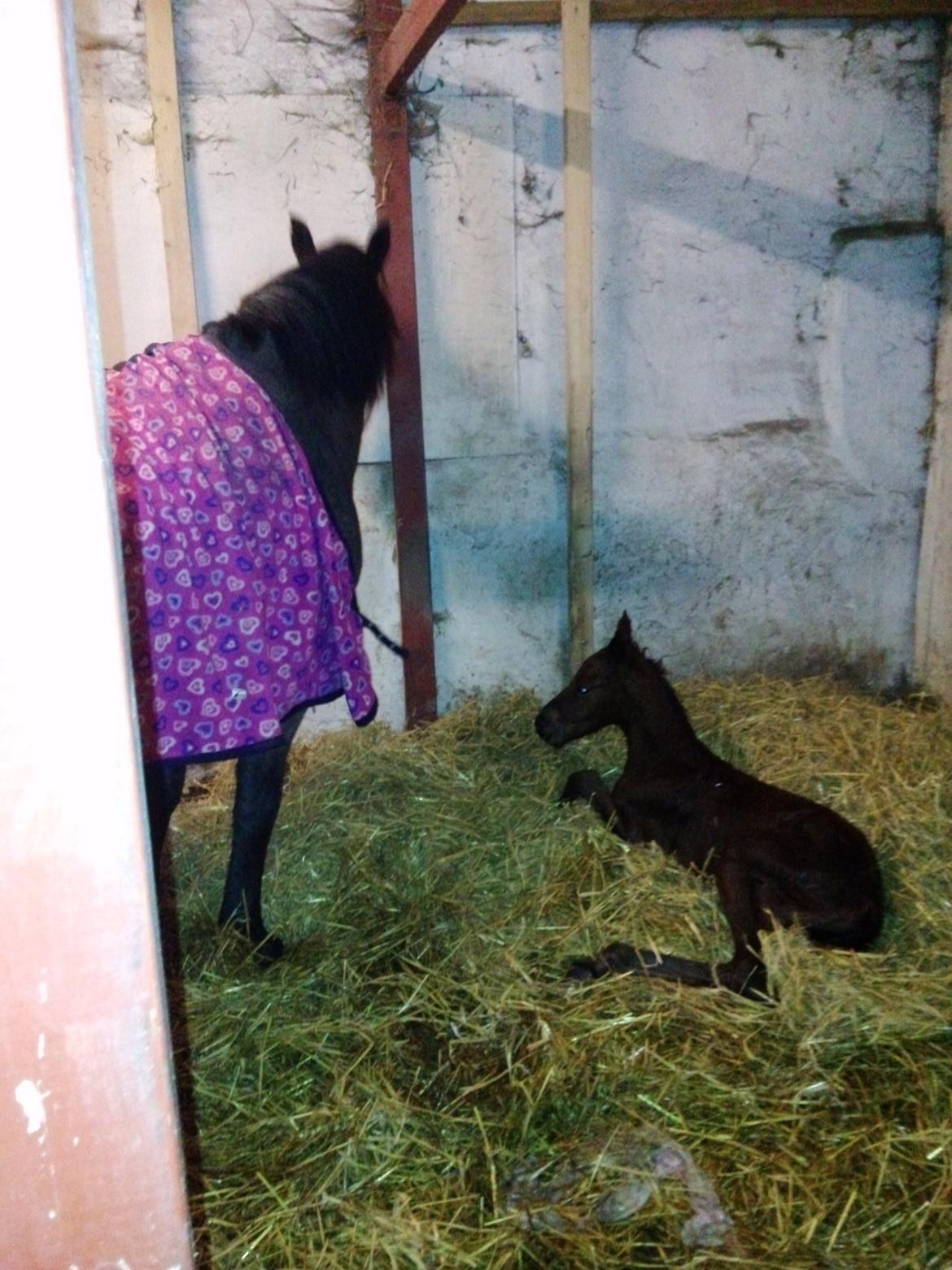 Anden særlig race Vestervangs Damon Midnight Magic billede 21