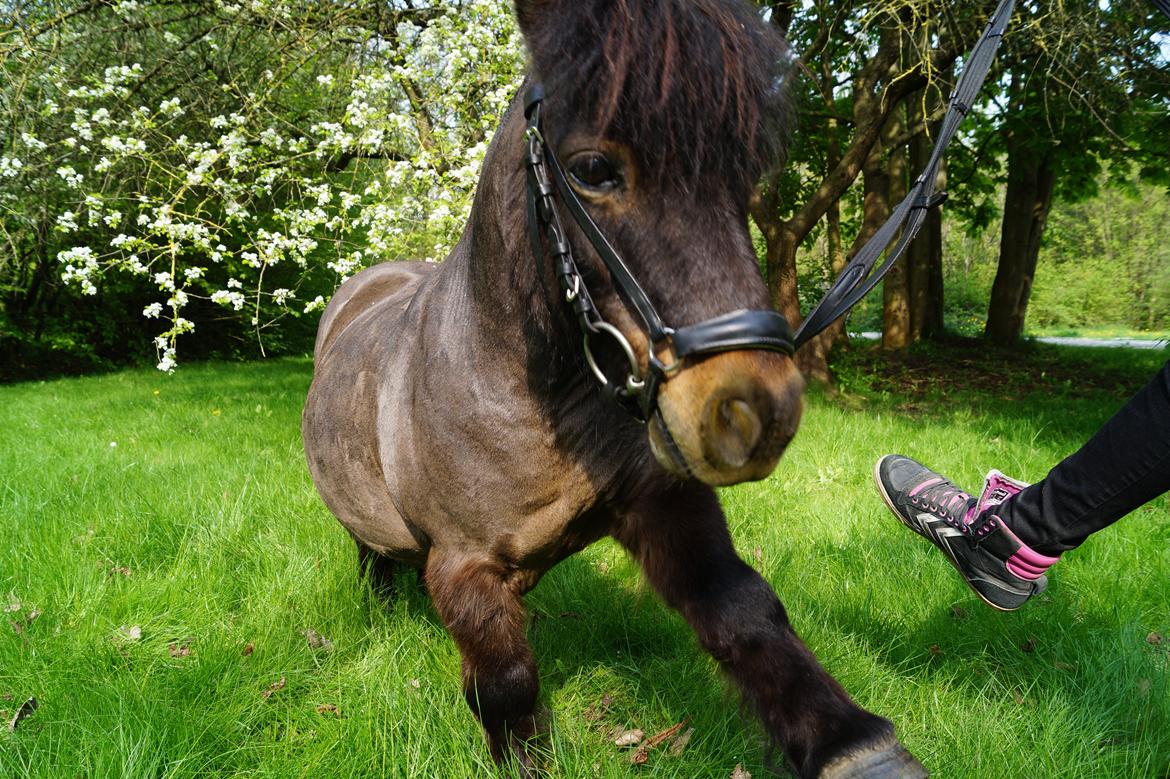 Shetlænder Sir Lancelot billede 17