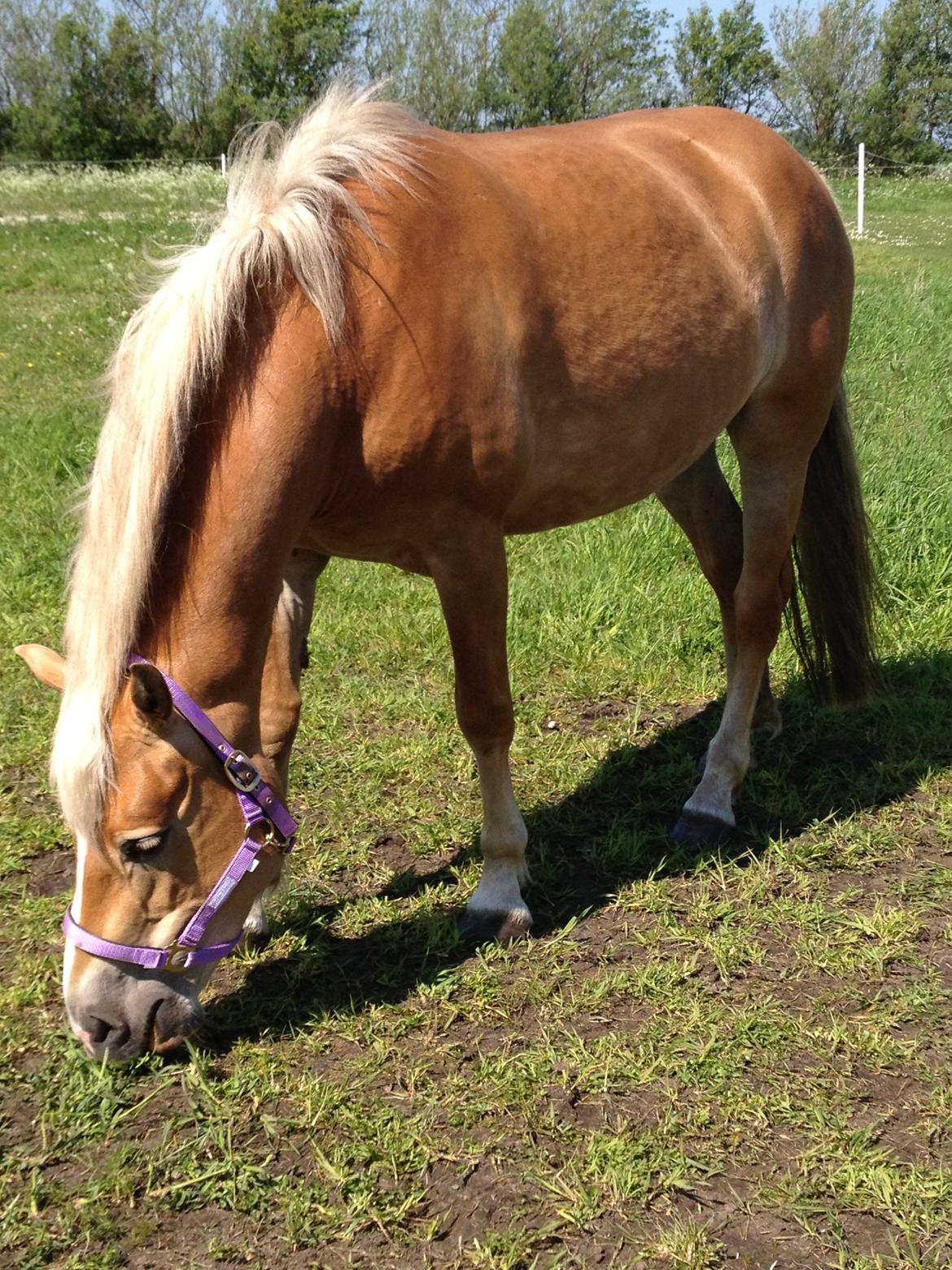 Haflinger My Fair Lady billede 13