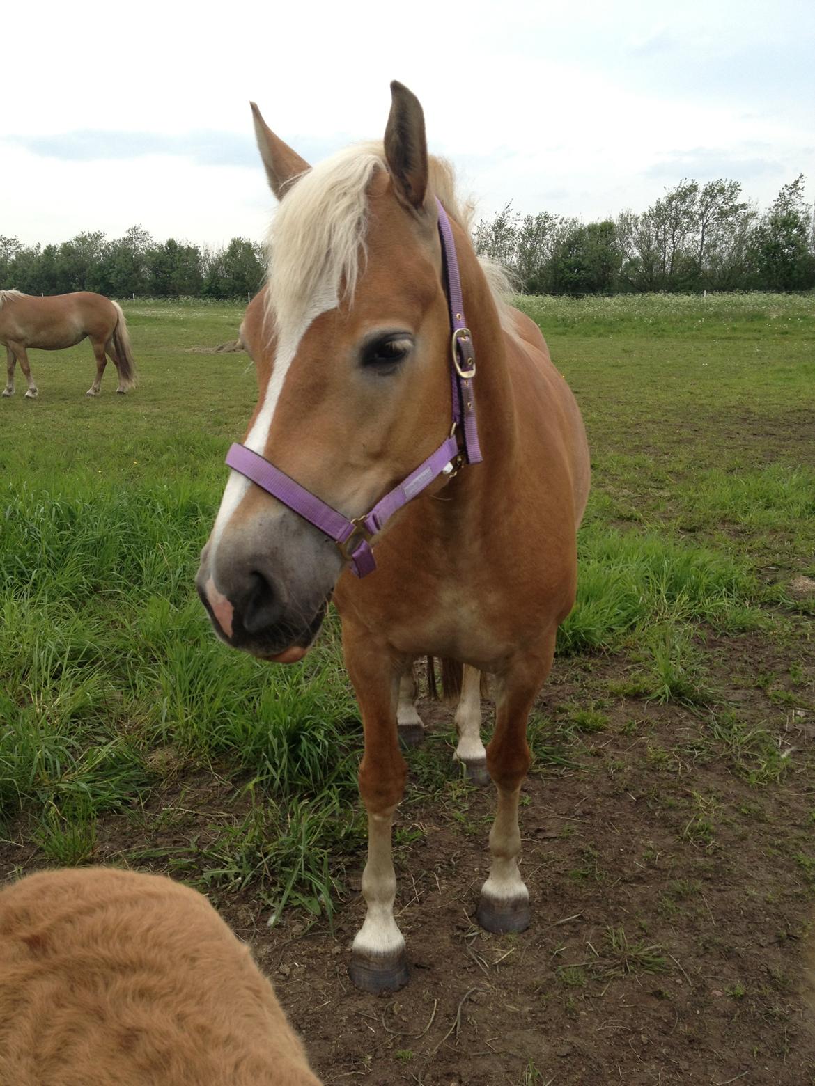 Haflinger My Fair Lady billede 14